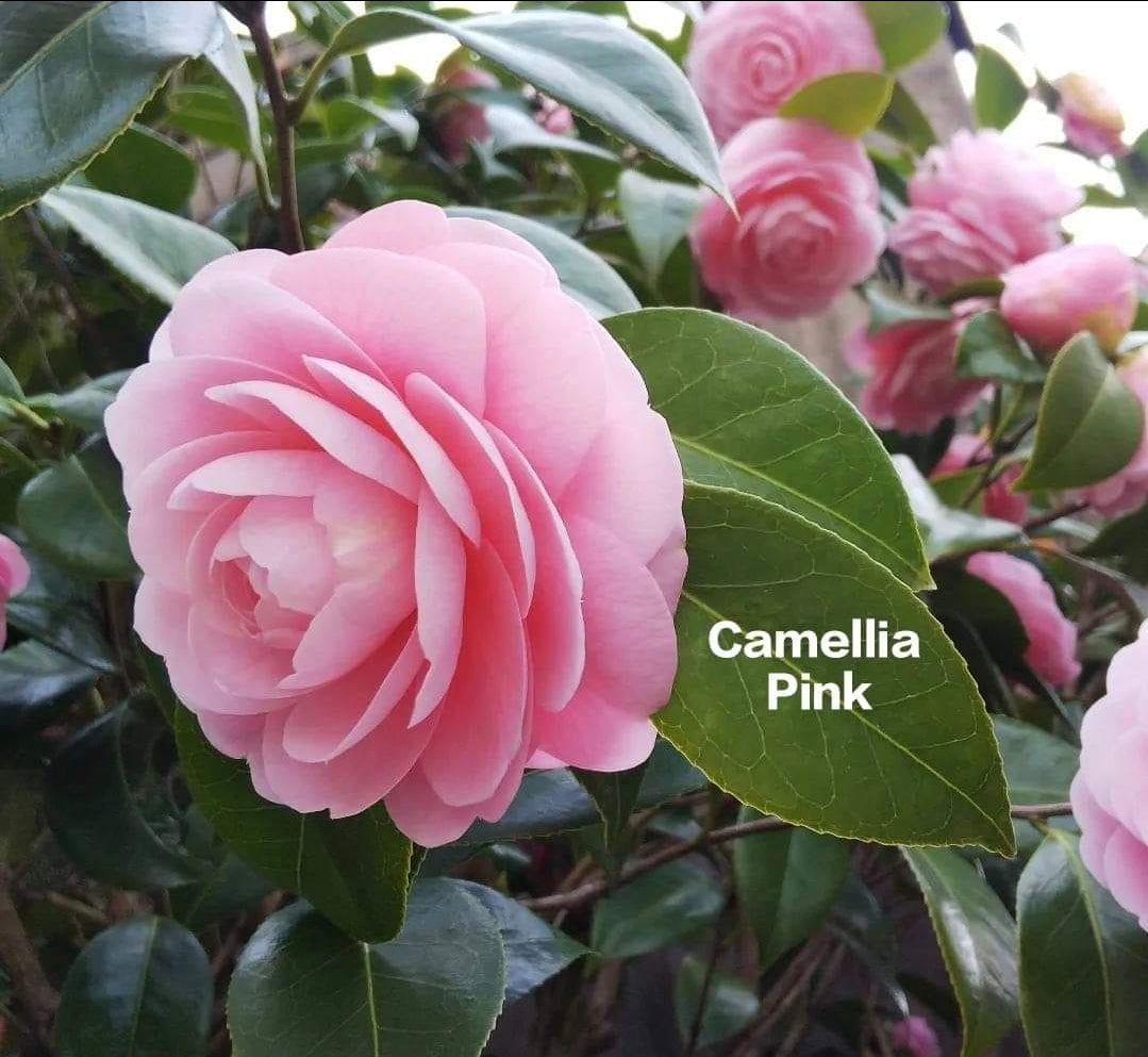 Camelia Pink