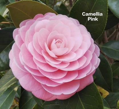 Camelia Pink