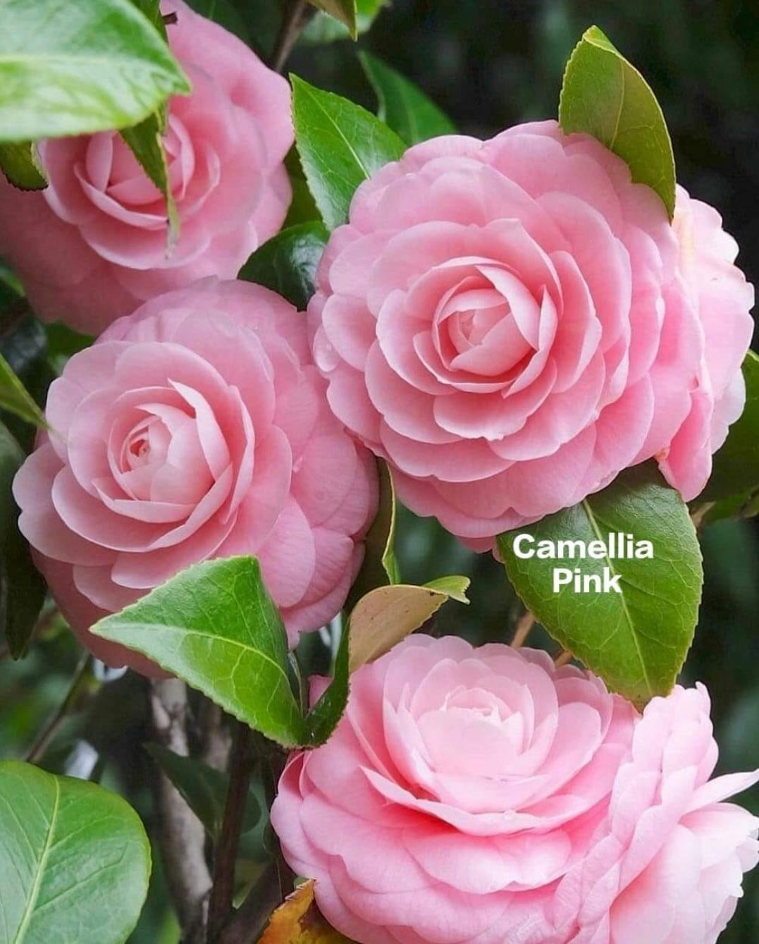 Camelia Pink