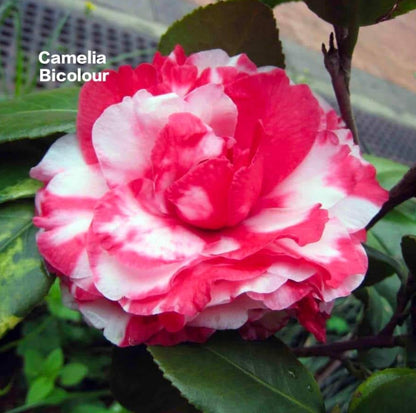 Camellia Bicolour