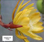 Epiphyllum Old Vintage