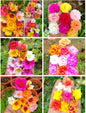 Table rose cutting 70