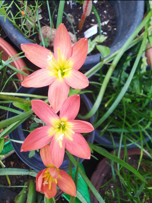 Orean rain Lily bulb