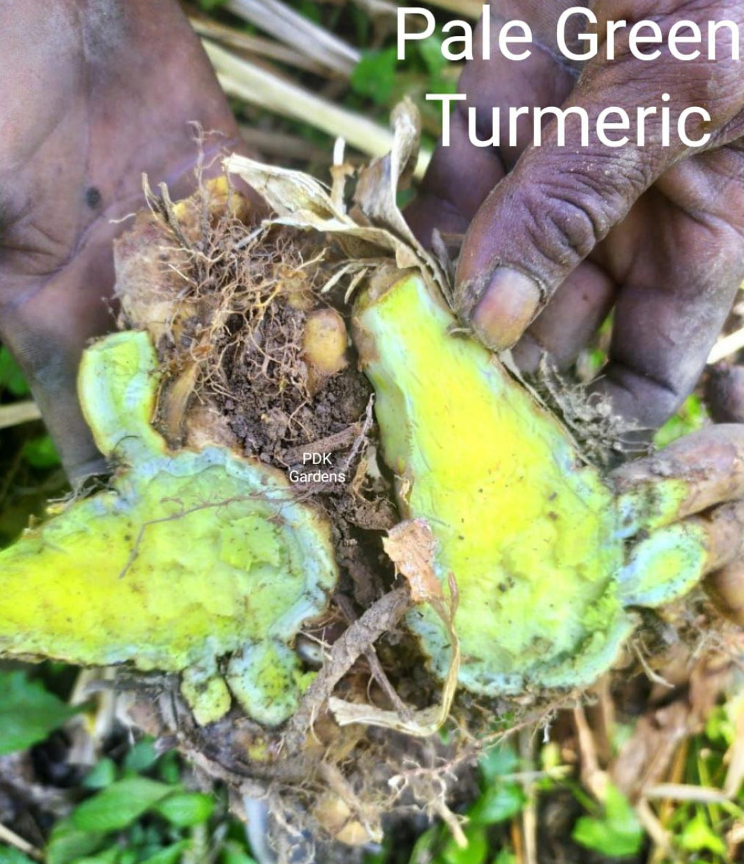 Pale green turmeric seeds bulbs