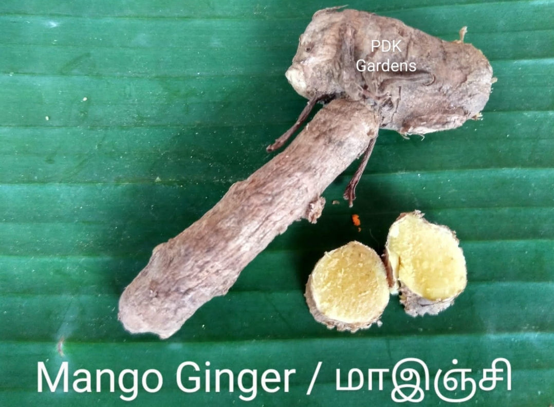 Mango ginger seeds bulbs