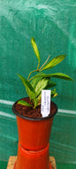 Hoya Incrassata Variegated
