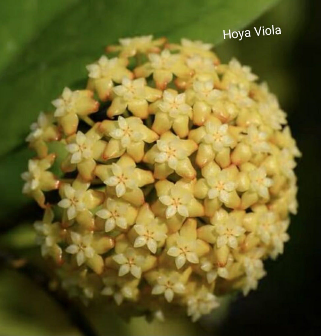 Hoya Viola