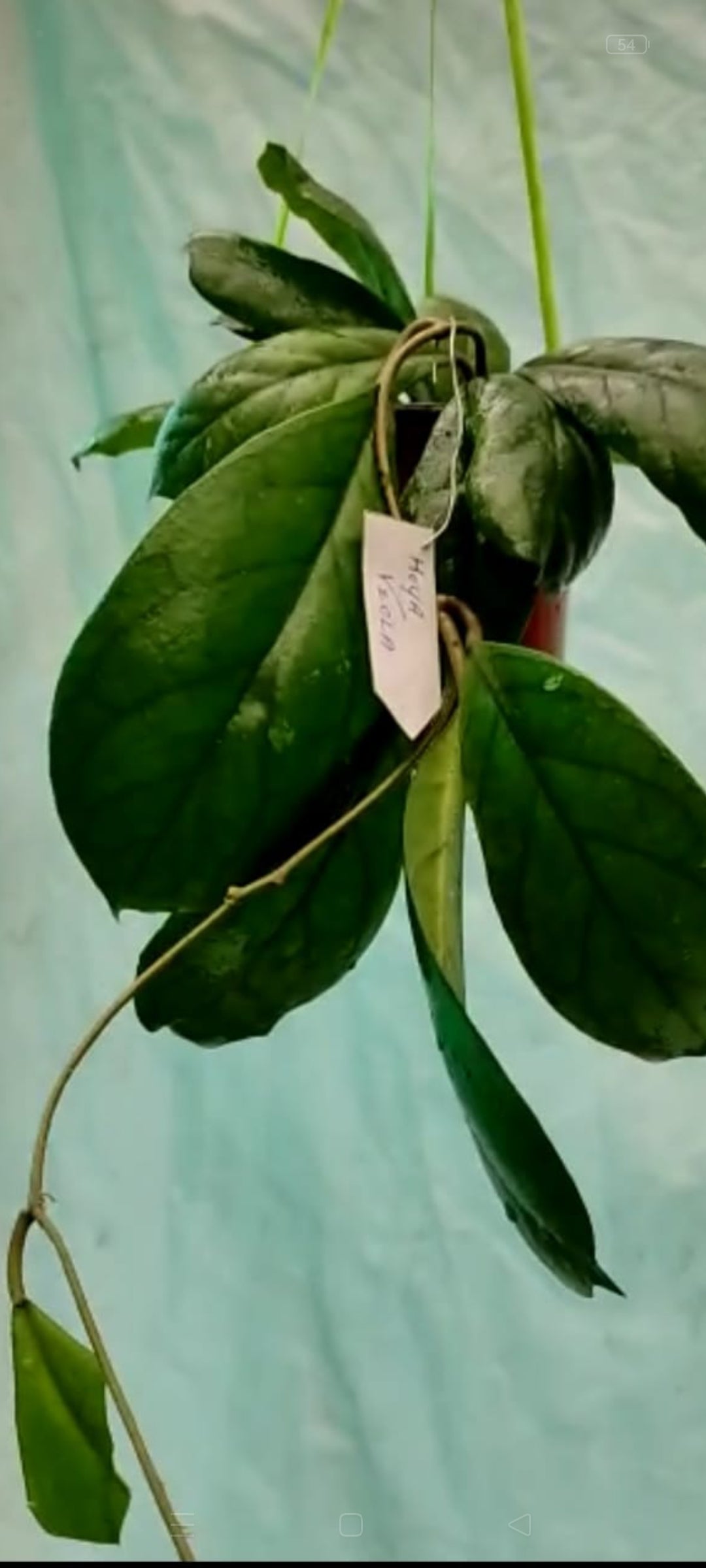 Hoya Viola