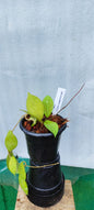 Hoya Erythrostemma