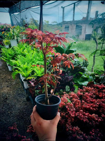 Red maple plant