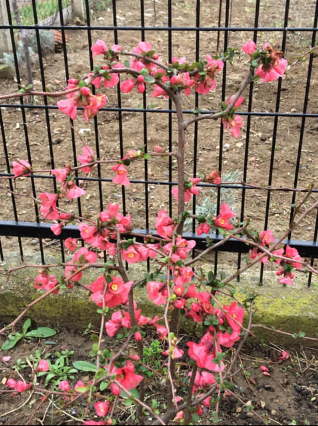 Japanese Punee Plants