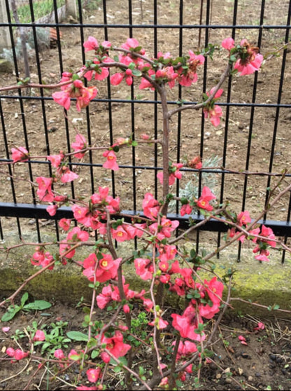 Japanese Punee Plants