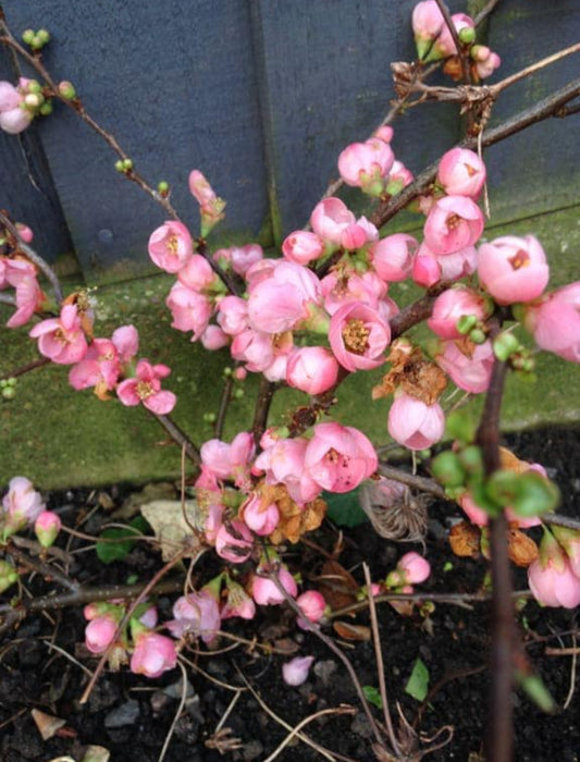 Japanese Punee Plants