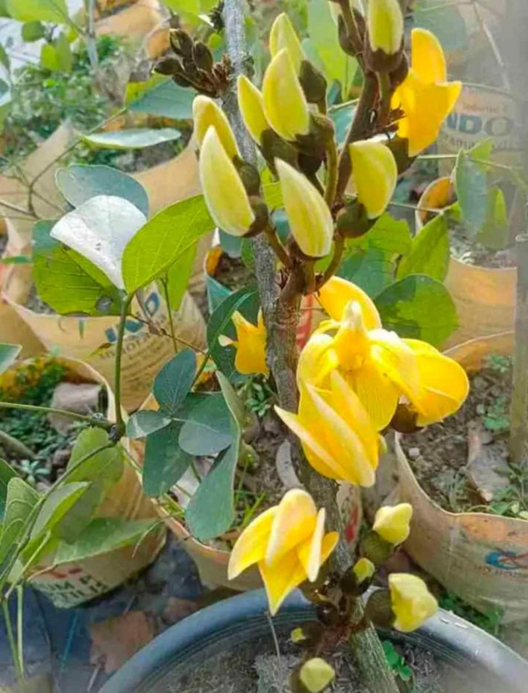 Palash plant / Butea Monosperma - yellow