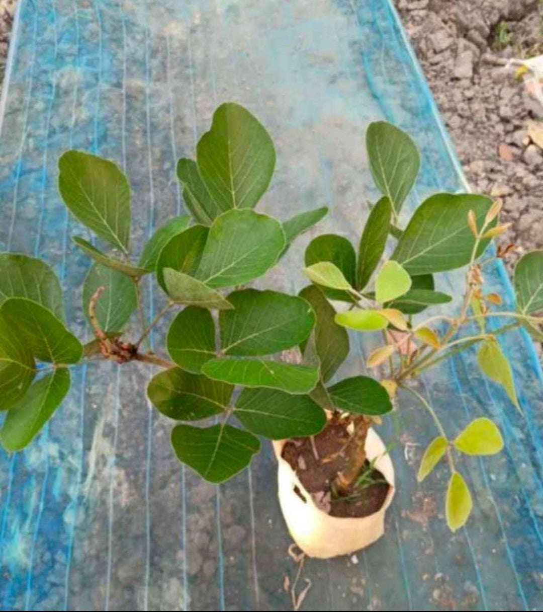 Orange Palash plant / Butea Monosperma