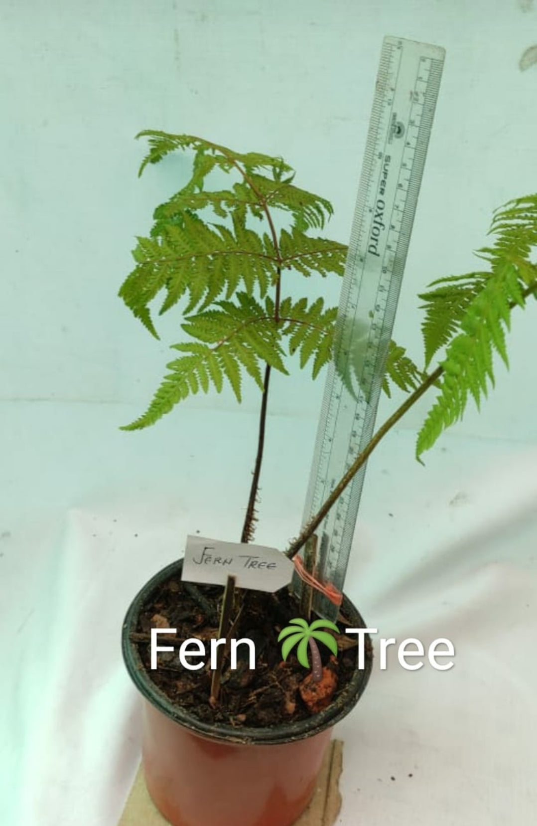 Fern tree