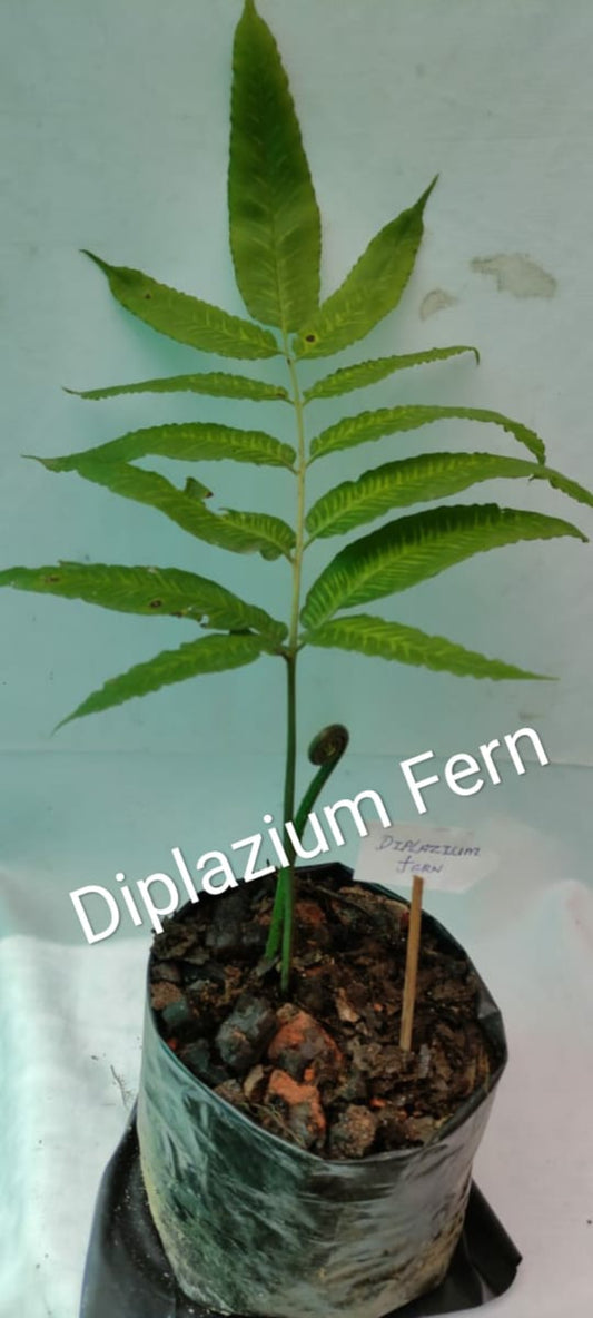 Diplazium Fern