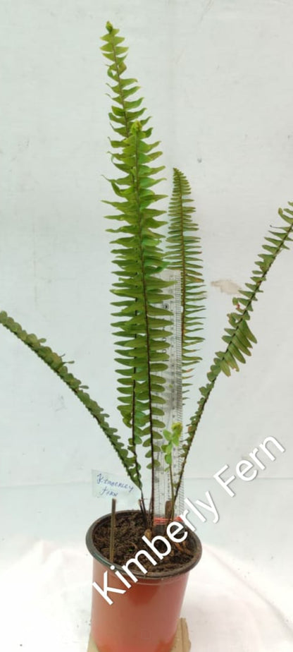 Kimberly fern