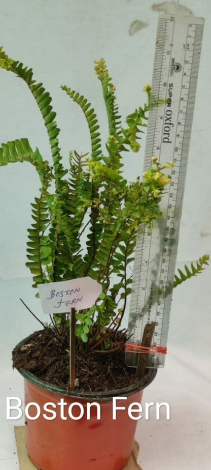 Boston fern