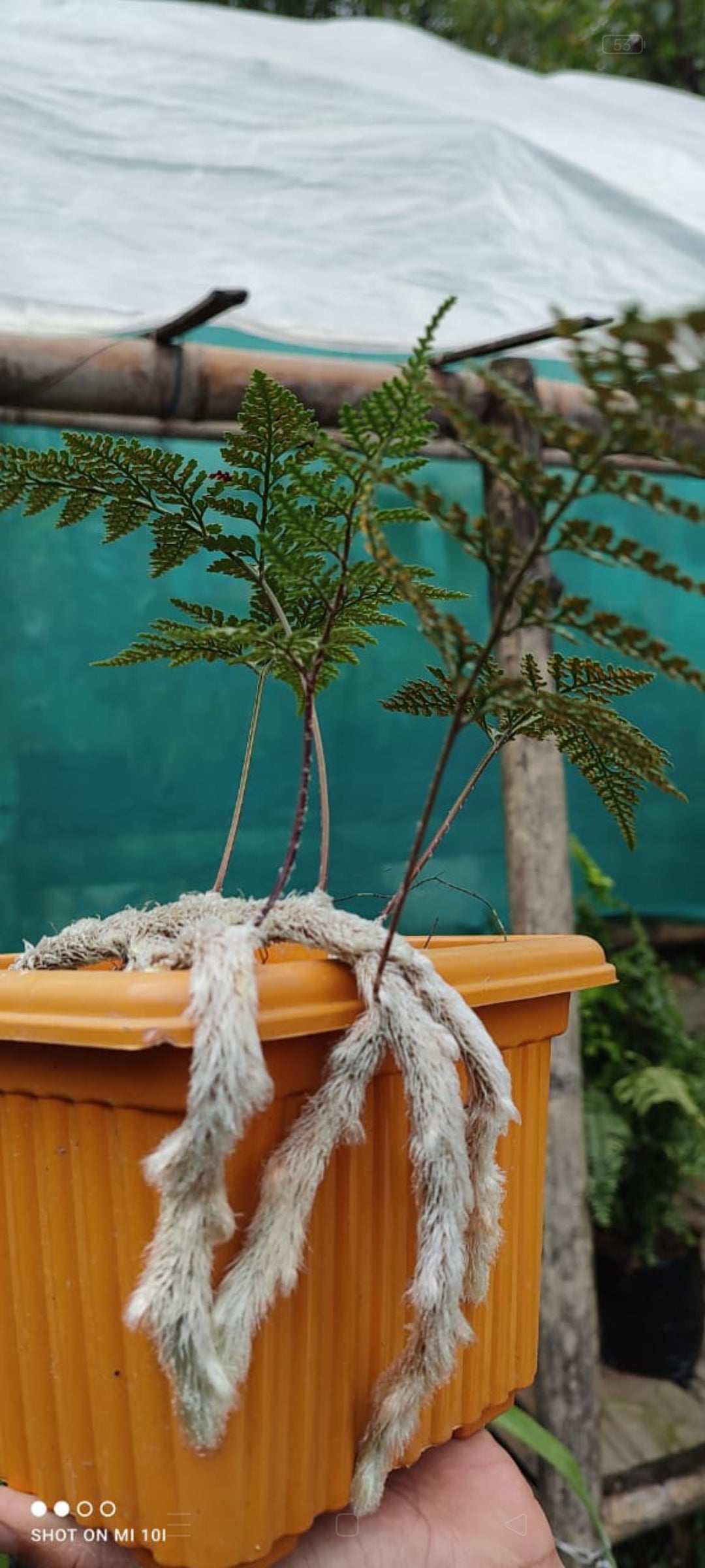 Rabbit foot fern