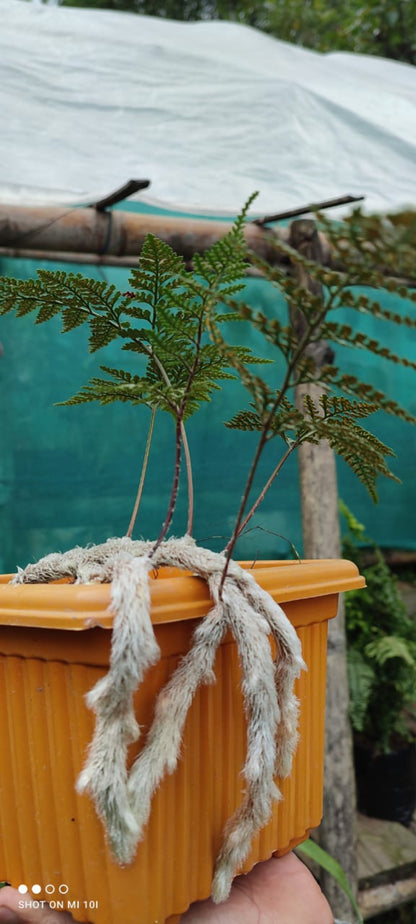 Rabbit foot fern