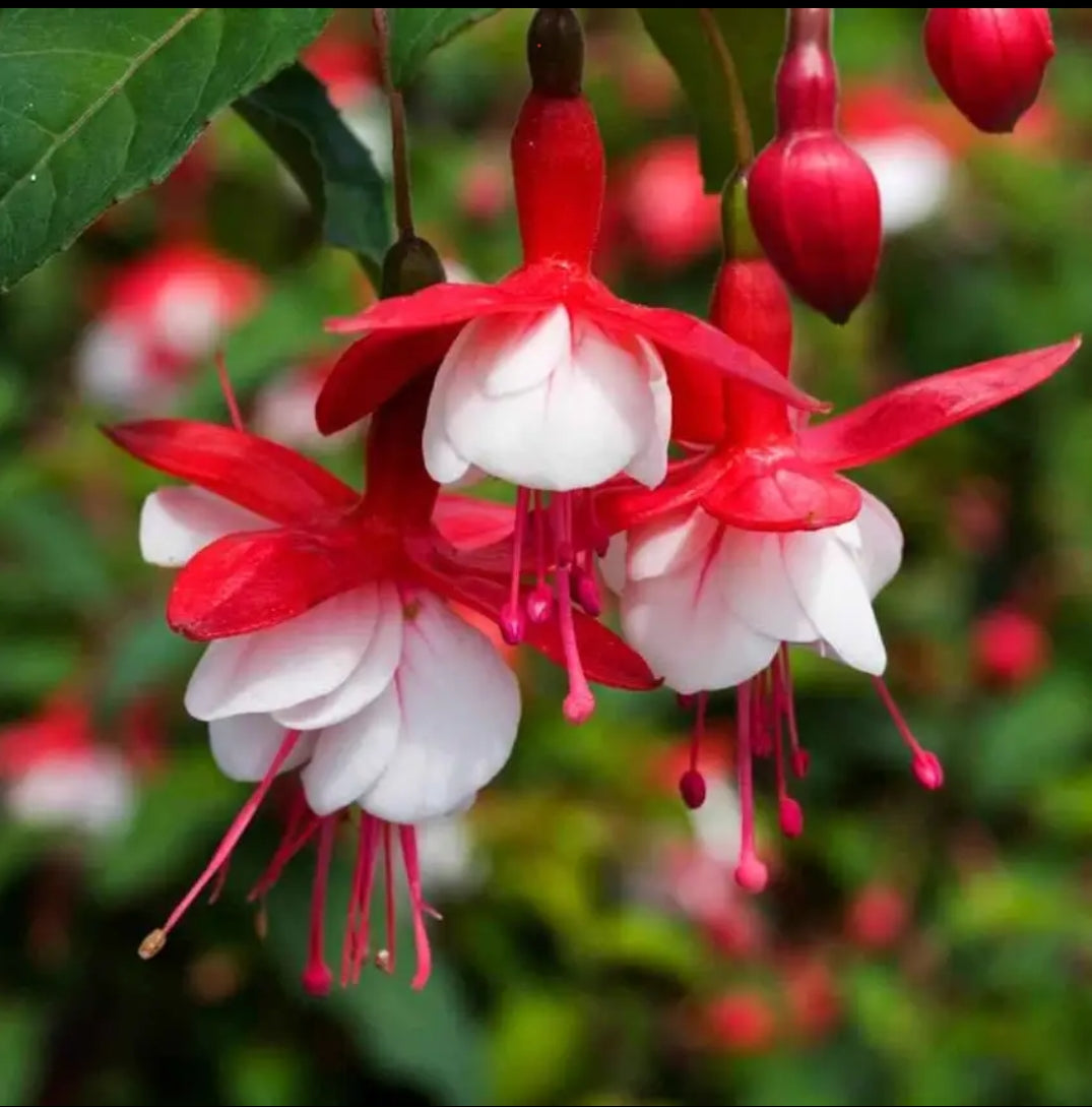 Fuschia dancing doll plant