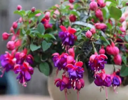 Fuschia dancing doll plant