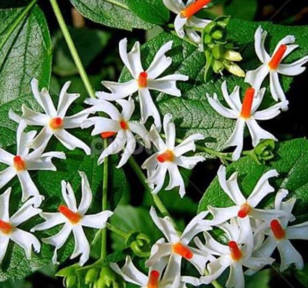 Parijat summer flowering seeds