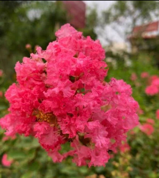 Legistonia summer flowering seeds