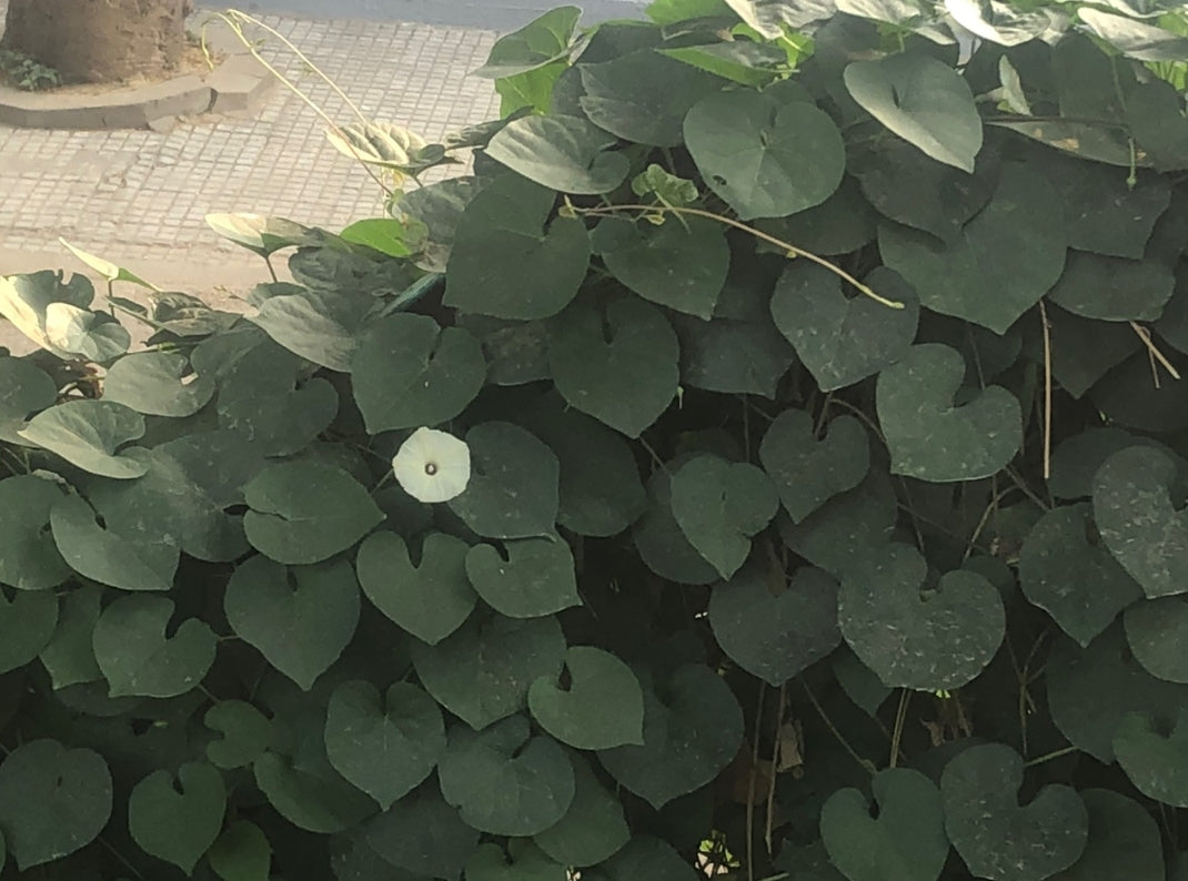 Morning Glory white summer flowering seeds