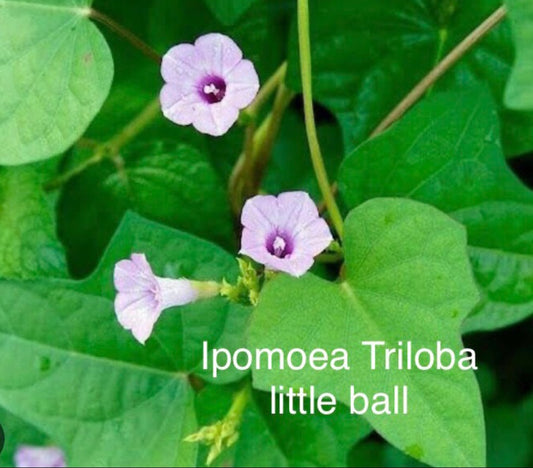 Ipomoea littlev ball vine summer flowering seeds