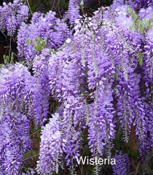 Wisteria seeds