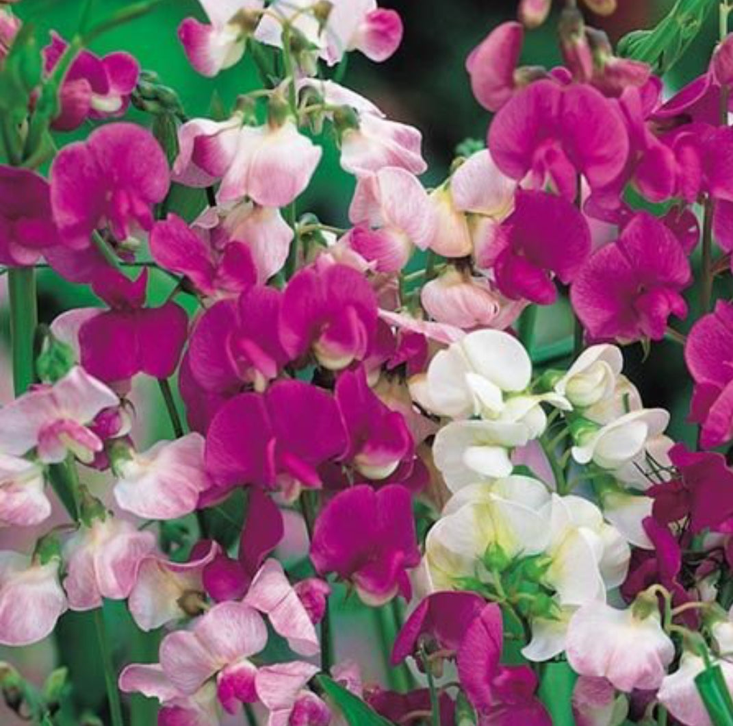 Sweet peas summer flowering seeds