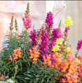 Antirrhinum Tom Thumb winter flower seeds