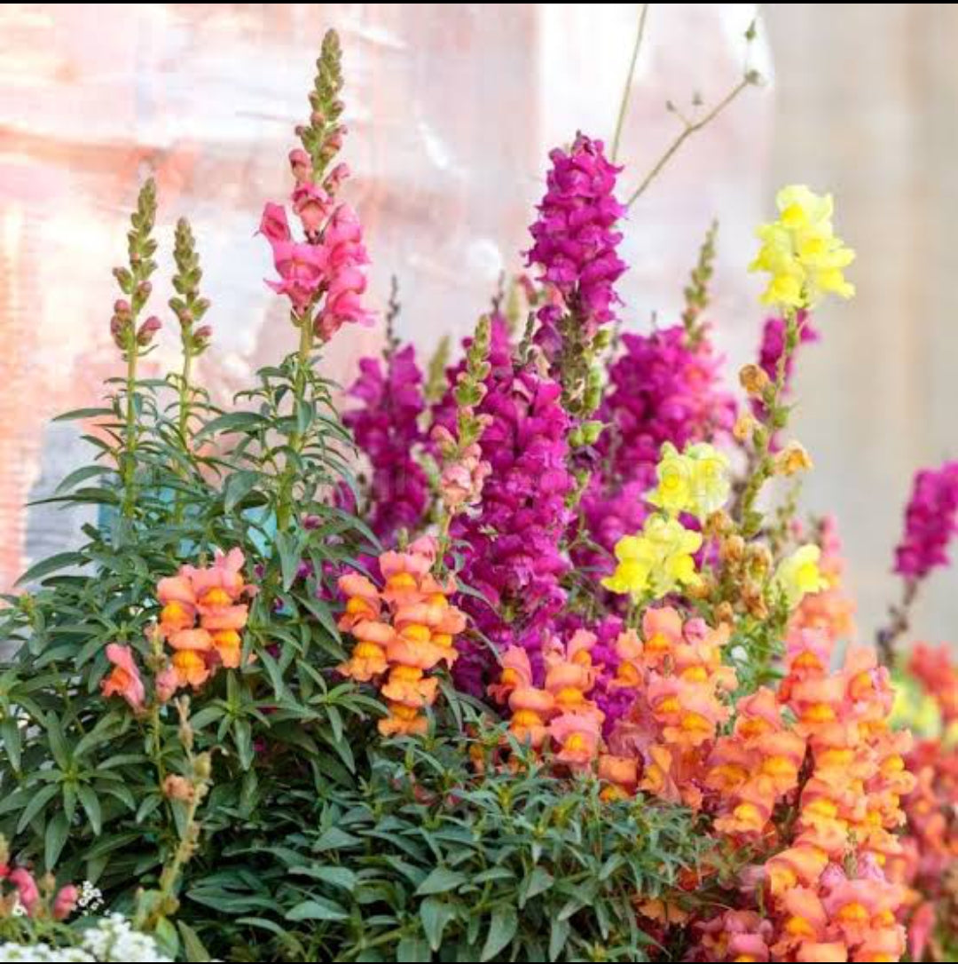 Antirrhinum Tom Thumb winter flower seeds
