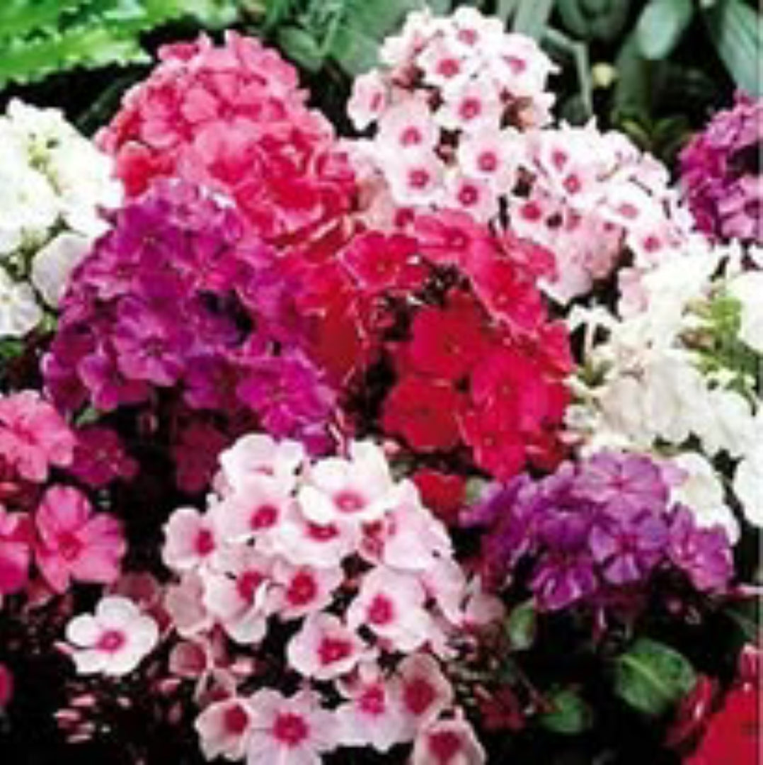 Phlox Beauty mix winter flower seeds