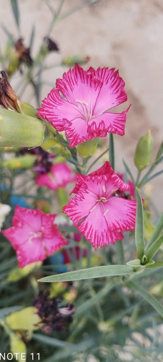 Carnation mix Dianthus chabuad winter flower seeds