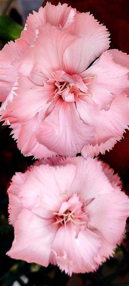 Carnation mix Dianthus chabuad winter flower seeds