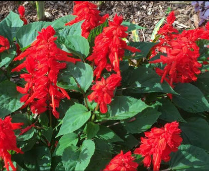 Salvia winter flower seeds