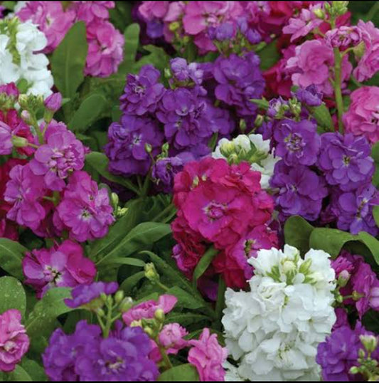 Stock mix winter flower seeds