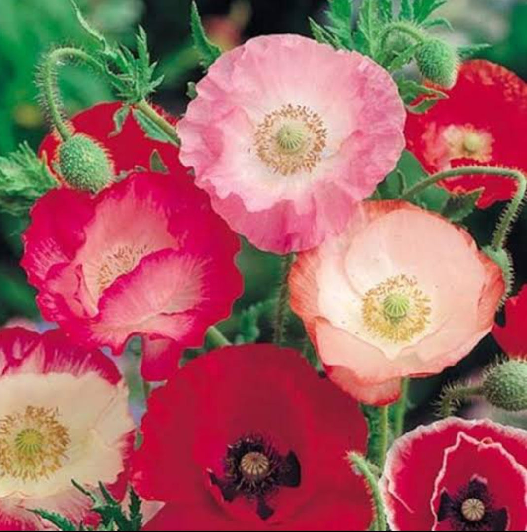 Indian popy red winter flower seeds