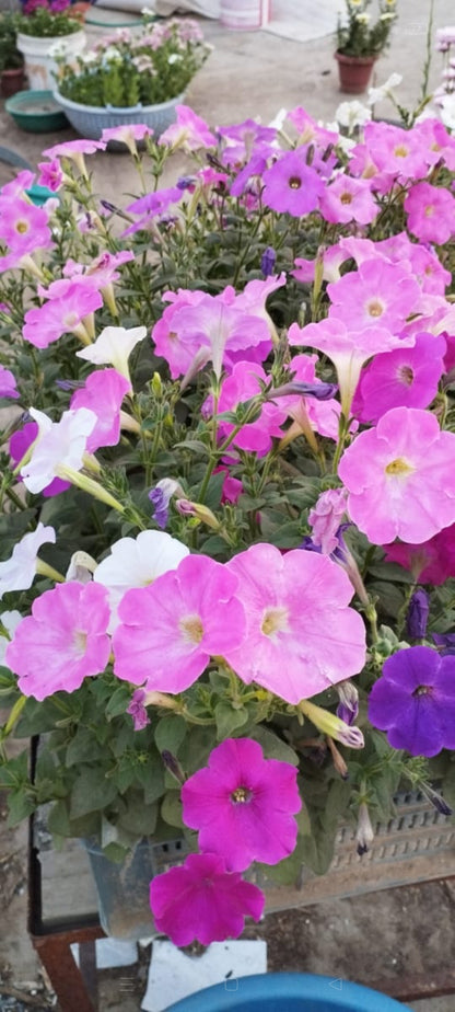 Petunia NC mix winter flower seeds