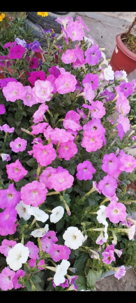 Petunia NC mix winter flower seeds