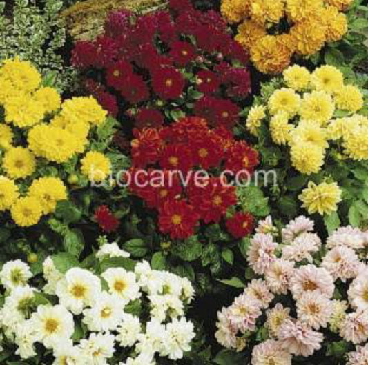 Dahlia Double Figaro mix winter flower seeds