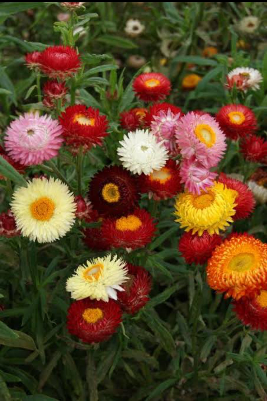 Helichrysum mix Winter flower seeds