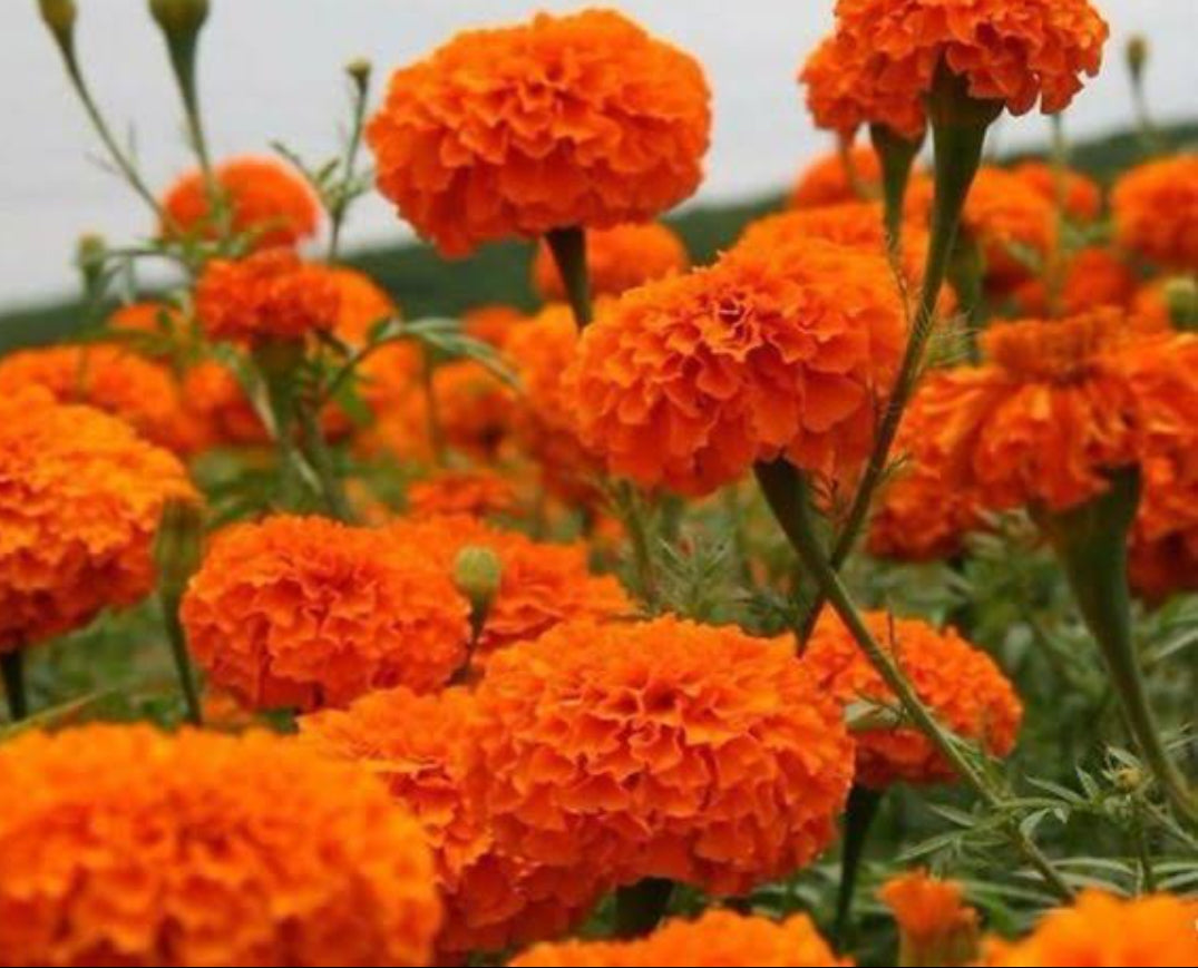 African marigold Orange Winter flower seeds