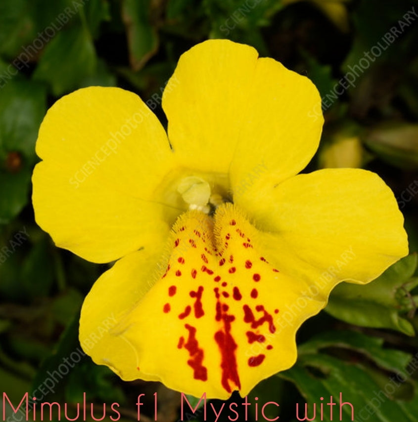 Mimulus f1 Mystic with spot pelleted  Winter flower seeds