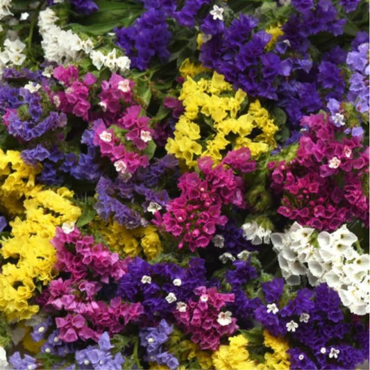 Limonium QIX mix Panam Winter flower seeds