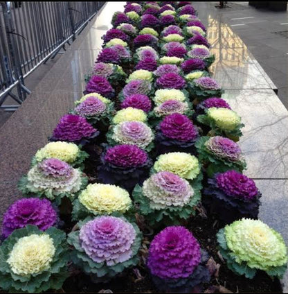 Ornamental kale Winter flower seeds