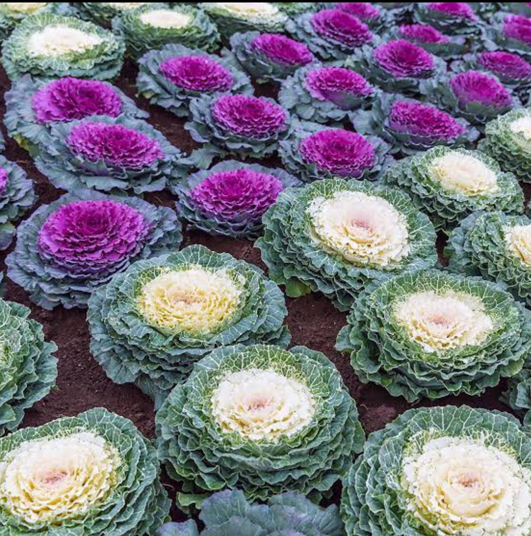 Ornamental kale Winter flower seeds